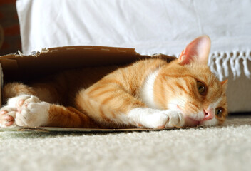 Pretty adult red cat sleeps in box