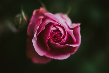 Pink rose closeup
