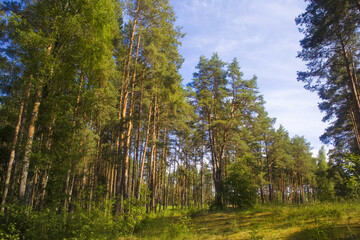 Pine forest on a summer sunny day