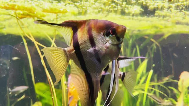 Underwater world in an aquarium with different species of fish among bright green algae, colorful stones, Beautiful amazing fish with large fins and shapes