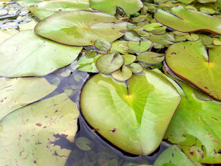 Water lily