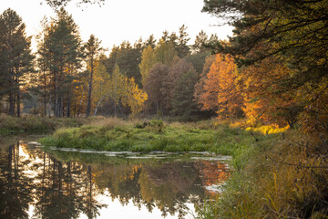 Bright fall foliage on trees in yellow, red, orange and green colors. The rays of the setting sun illuminate the forest. Clean nature, ecology, seasons, environmental protection.