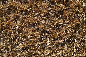 Up view of dry grass due to the rainless period.