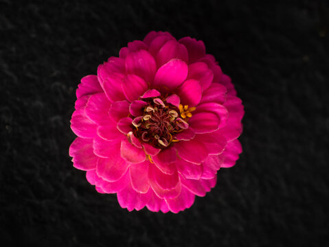 One flower on black background. Photo from above.