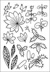  Set of vector vegetal decorative elements in black and white, contours and different forms of tropical leaves, silhouettes of leaves.