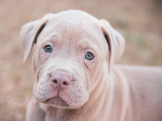 Puppies Playing and Nursing
