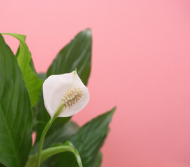 Spathiphyllum white flower and green leaf on tender pink background, close-up. Single leaf Sweet Chico white bloom on a white background, close-up, copy space, space for text. Houseplant peaceful lily