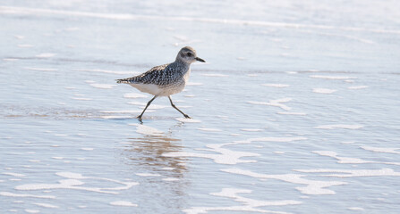 Seagulls in the Sand
