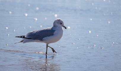 Seagulls in the Sand
