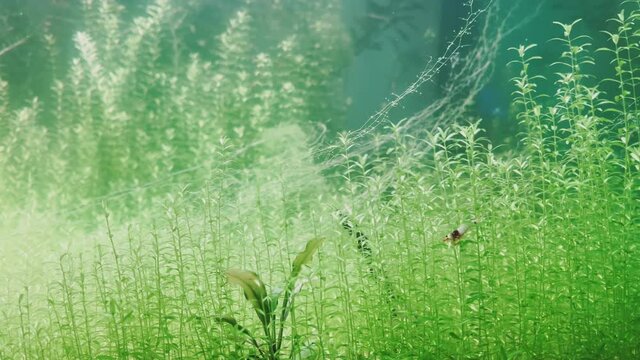 A lone shrimp swims in green algae