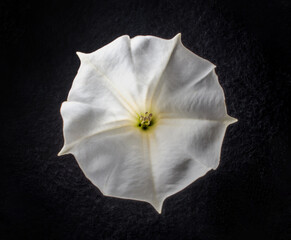 Fototapeta na wymiar Top view of a flower on a black background. View from above.