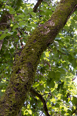 Fototapeta premium A green moss on a tree trunk.