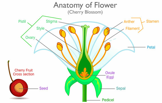 Anatomy of flower, fruit cross section. Plant reproduction system diagram, explanations. Components, parts, pistil, petal, stamen, filament, anther structure Sample cherry blossom  Illustration Vector