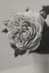 Flower Macro Photography. Sepia flower close-up. Abstract background closeup of the petals of rose. Flower background. Sepia tone.