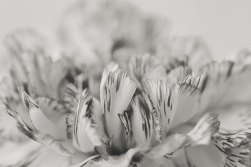 Flower Macro Photography. Sepia flower close-up. Abstract background closeup of the petals of carnation. Flower background. Sepia tone.