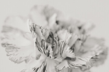 Flower Macro Photography. Sepia flower close-up. Abstract background closeup of the petals of carnation. Flower background. Sepia tone.