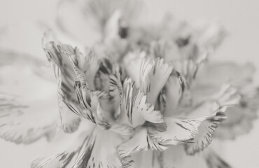 Flower Macro Photography. Sepia flower close-up. Abstract background closeup of the petals of carnation. Flower background. Sepia tone.