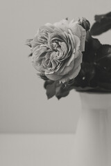 Flower Macro Photography. Sepia flower close-up. Abstract background closeup of the petals of rose. Flower background. Sepia tone.