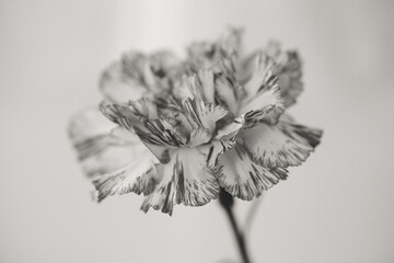 Flower Macro Photography. Sepia flower close-up. Abstract background closeup of the petals of carnation. Flower background. Sepia tone.