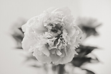 Flower Macro Photography. Sepia flower close-up. Abstract background closeup of the petals of peony. Flower background. Sepia tone.