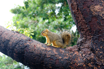 squirrel in the tree