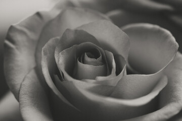 Flower Macro Photography. Sepia flower close-up. Abstract background closeup of the petals of rose. Flower background. Sepia tone.