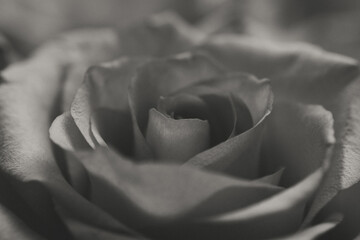 Flower Macro Photography. Sepia flower close-up. Abstract background closeup of the petals of rose. Flower background. Sepia tone.