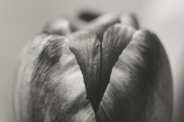 Flower Macro Photography. Sepia flower close-up. Abstract background closeup of the petals of tulip. Flower background. Sepia tone.
