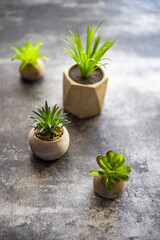 Obraz na płótnie Canvas Succulent plants in pots