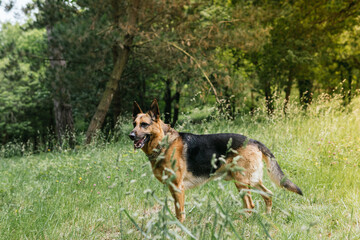 german shepherd dog on grass