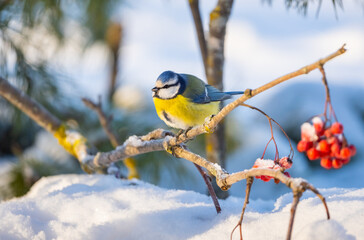 The blue tit bird sits on a branch of a red mountain ash covered with snow against the background of a snow-covered forest on a sunny frosty day