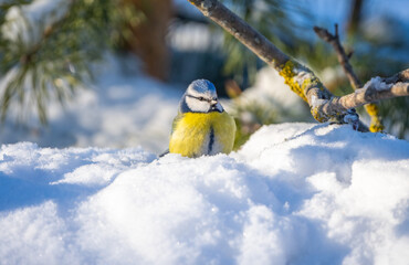 The blue tit bird sits in a snowdrift on a sunny frosty day