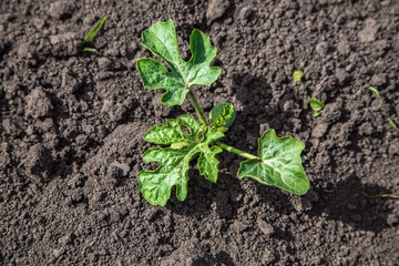 young watermelon seedlings growing on the vegetable bed