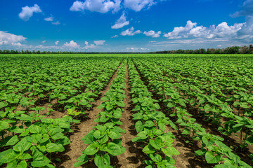 Fototapeta na wymiar rows of young, green, powerful sunflowers, clean from diseases, weeds, and insects, against the sky