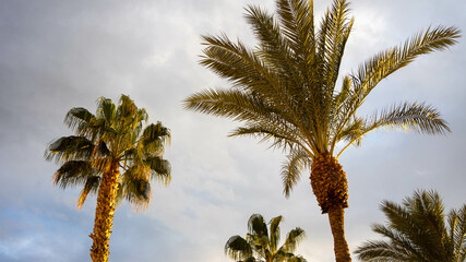 Palmeras