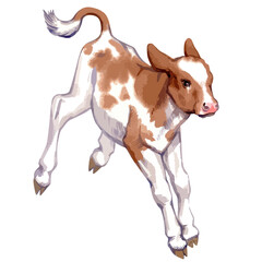  Vector illustration of baby cow.