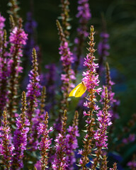 a brimstone butterfly on a purple loosestrife in summer