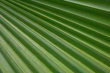 Macro close-up of green topical leaf plant create a natural pattern and texture. 