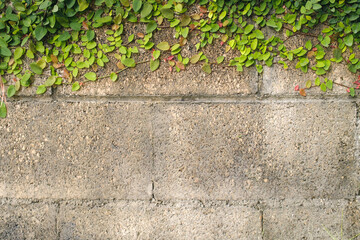 Old cement weathered textured wall with overgrown little leaves for a two toned background for text space.
