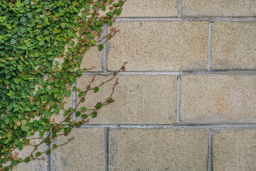 Cement block wall with visible texture and green leaves vines growing from the left side of the wall for copy space background wallpaper. 