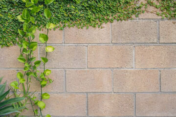 Newer cement block wall with beige undertones with beautiful green leaves overgrowing from the top and tropical plants growing on the left creating a text space on the right aligned. - 476922588