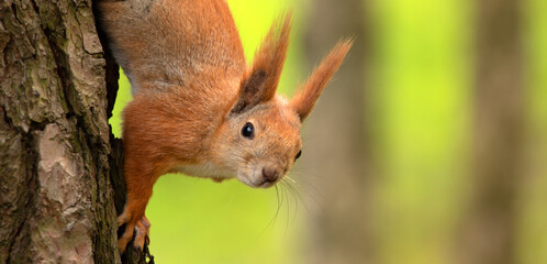 Red squirrel sitting on a tree, close-up.