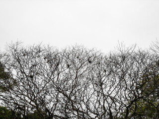 Leafless branches with some epiphytes against a white sky. Tree called Libidibia ferrea or pau-ferro in Portuguese, translated as iron wood in English, native to Atlantic Forest of Brazil.