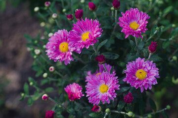 Pink asters blooming in garden. Large asters growing in flower bed. © Volodymyr