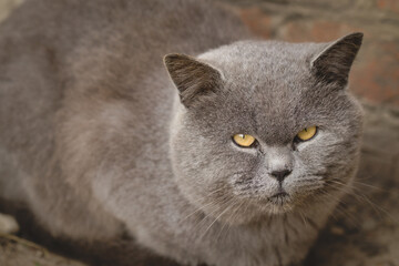 A big cat with yellow eyes is resting quietly. Gray fluffy pet.