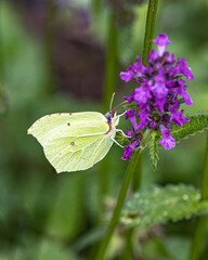 a brimstone butterfly on a purple loosestrife in summer