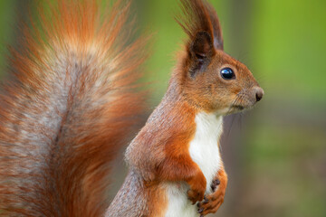 Red squirrel sitting on a tree, close-up.