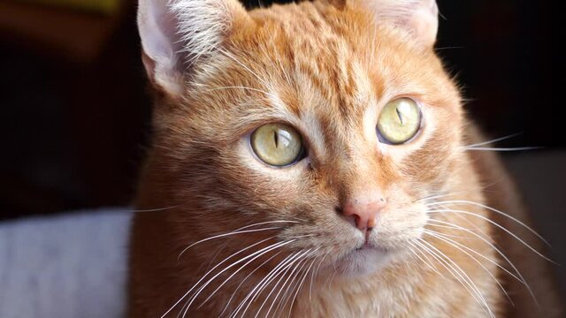 Gato mirando fijamente la ventana