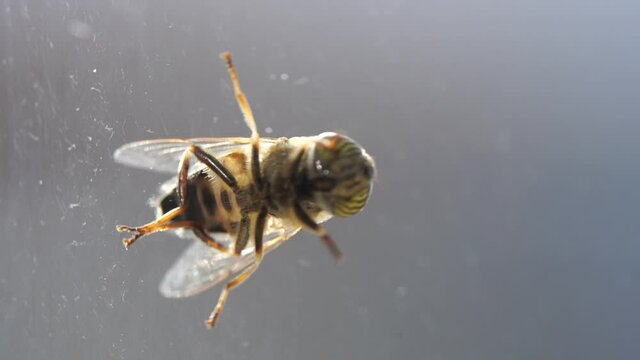 Mosca en cristal de ventana