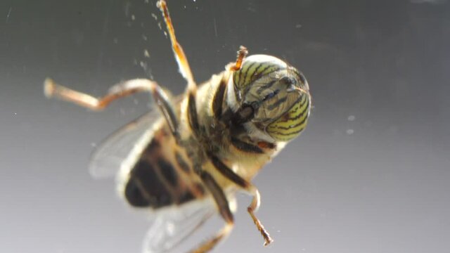 Mosca en cristal de ventana